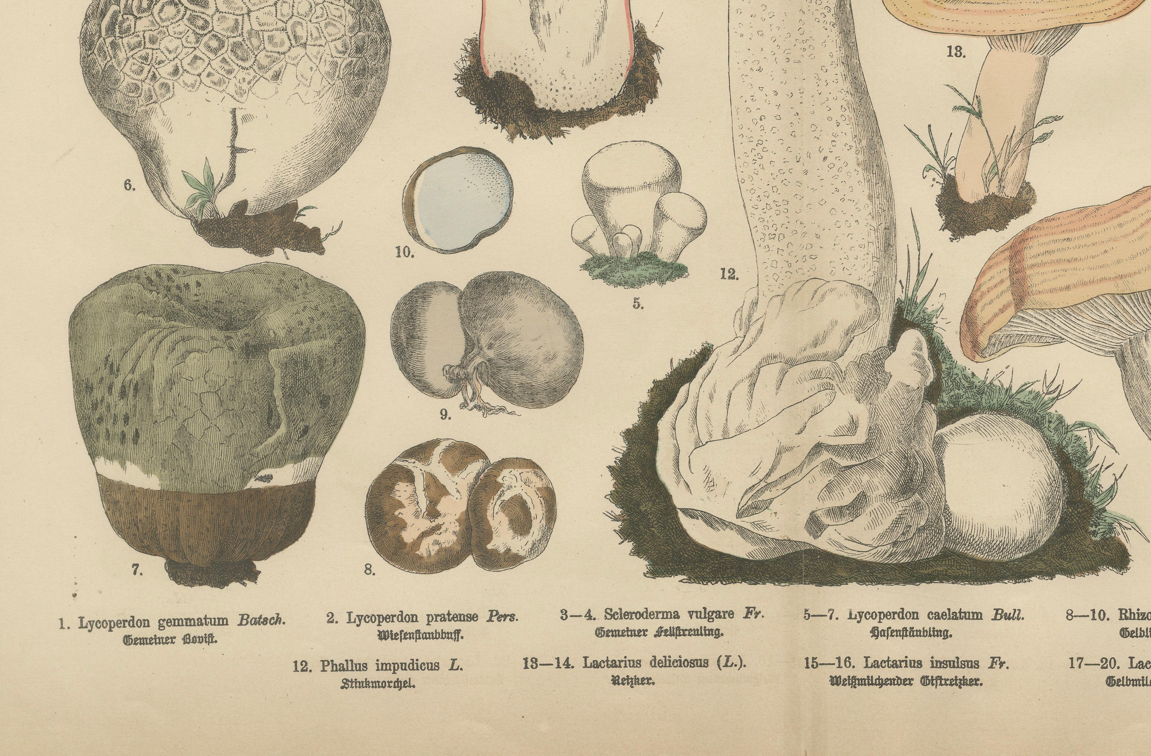 Morel & Funnel Mushrooms – Antique Botanical Lithograph by Fünfstück, 1885