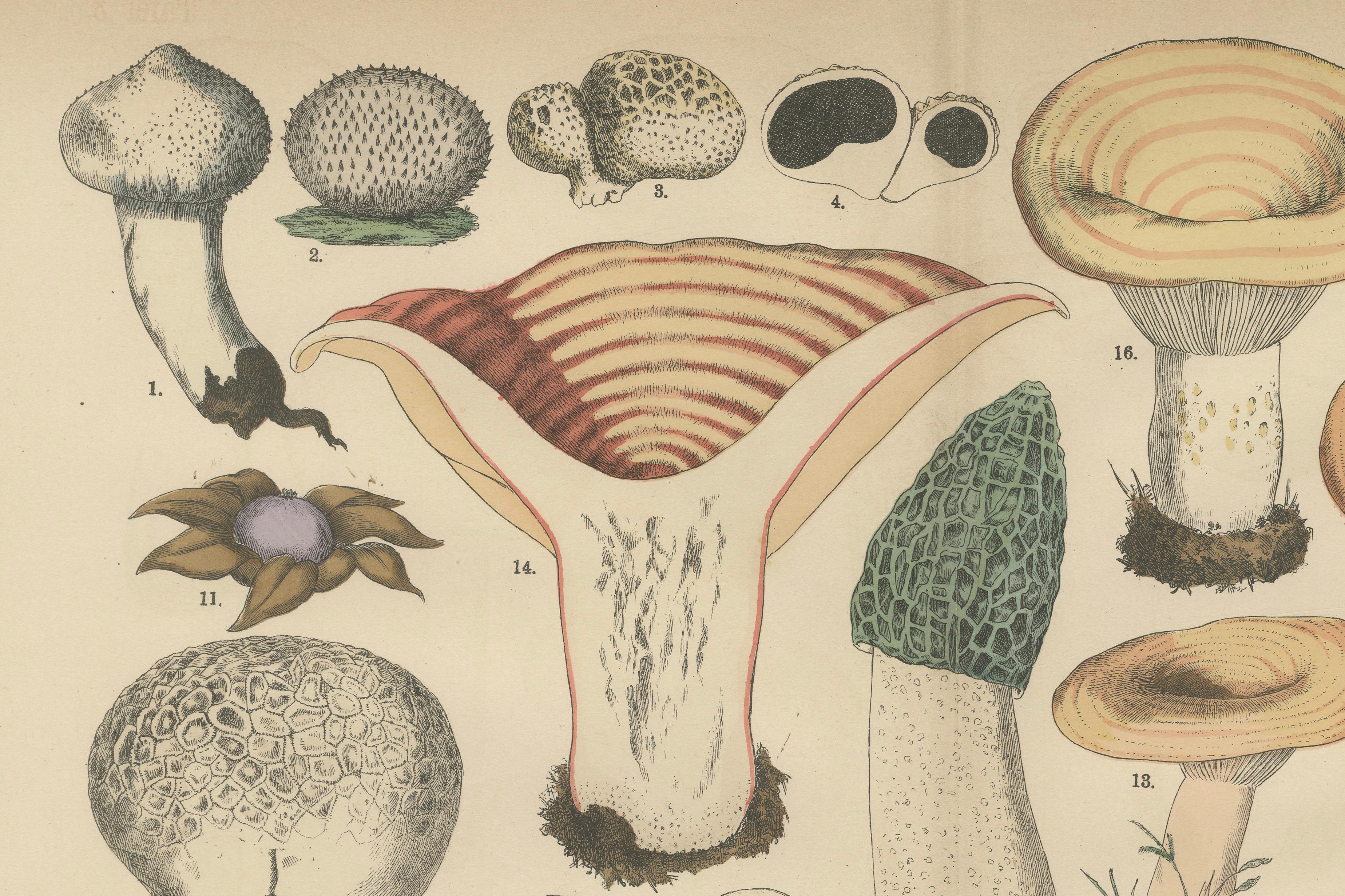 Morel & Funnel Mushrooms – Antique Botanical Lithograph by Fünfstück, 1885