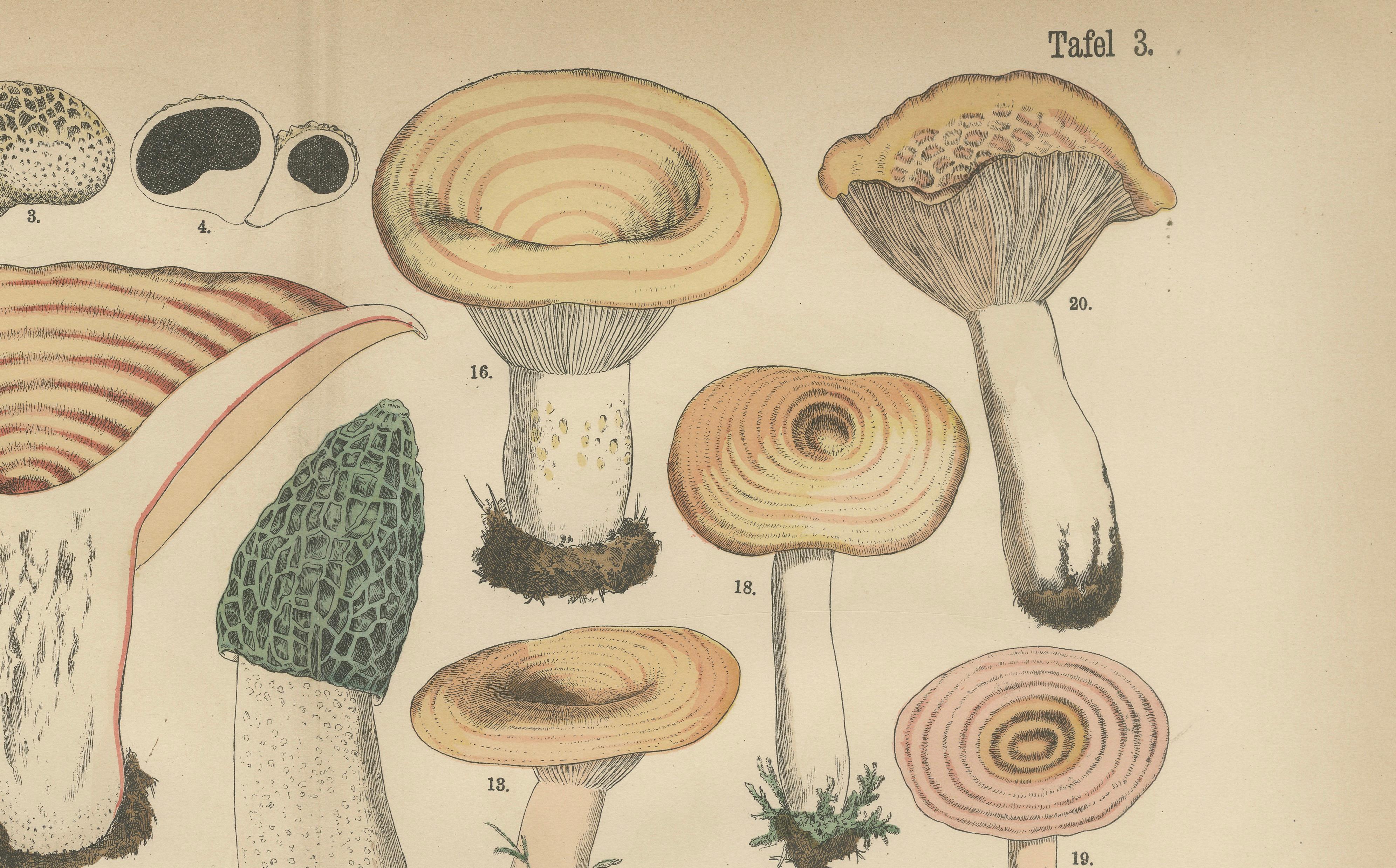 Morel & Funnel Mushrooms – Antique Botanical Lithograph by Fünfstück, 1885