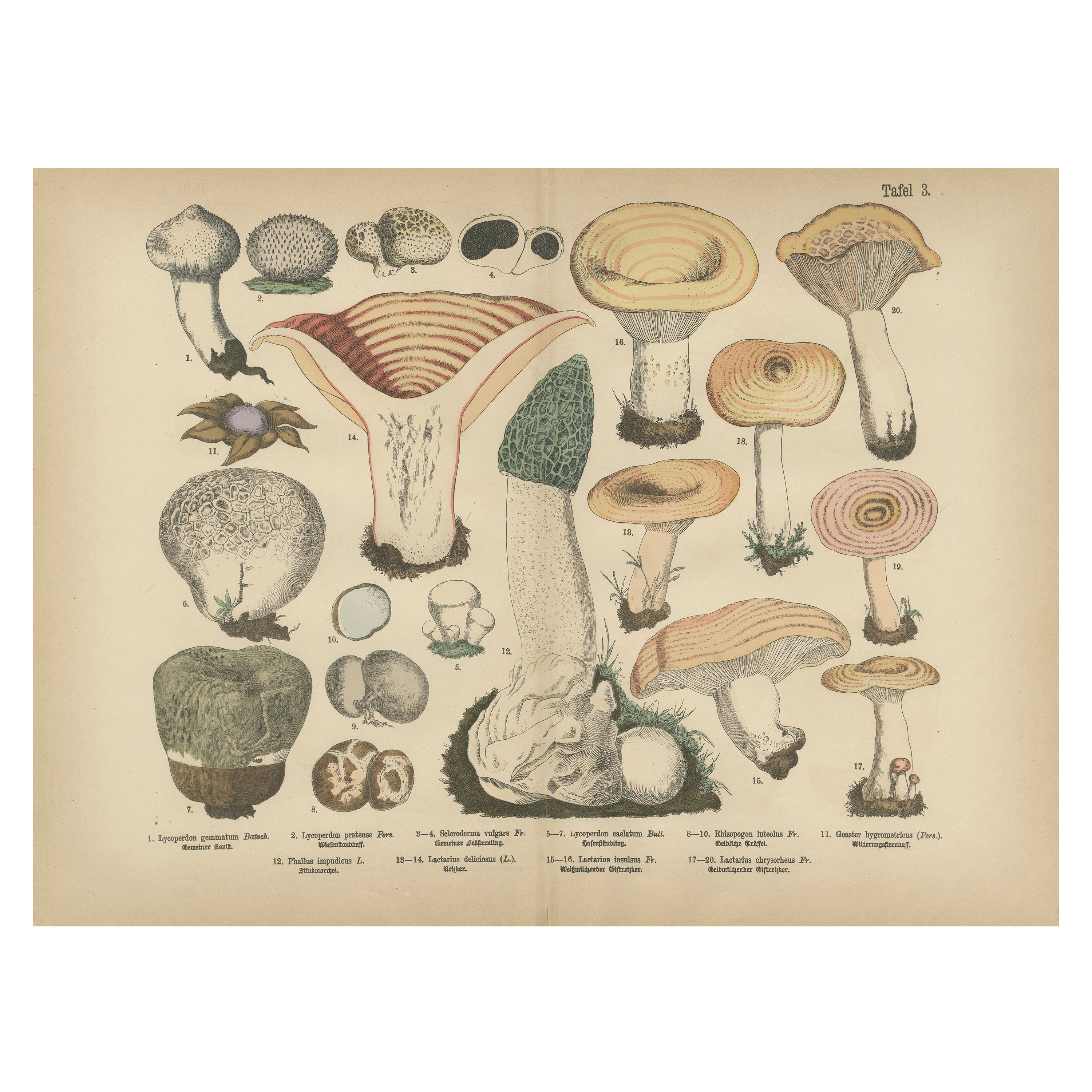 Morel & Funnel Mushrooms - Lithographie botanique ancienne par Fünfstück, 1885