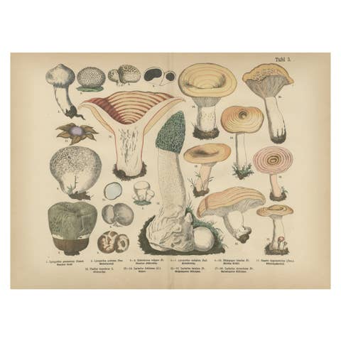 Morel & Funnel Mushrooms – Antique Botanical Lithograph by Fünfstück, 1885