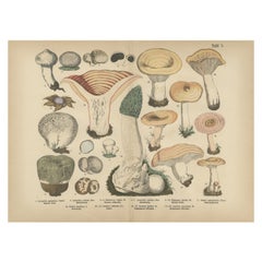 Morel & Funnel Mushrooms – Antique Botanical Lithograph by Fünfstück, 1885