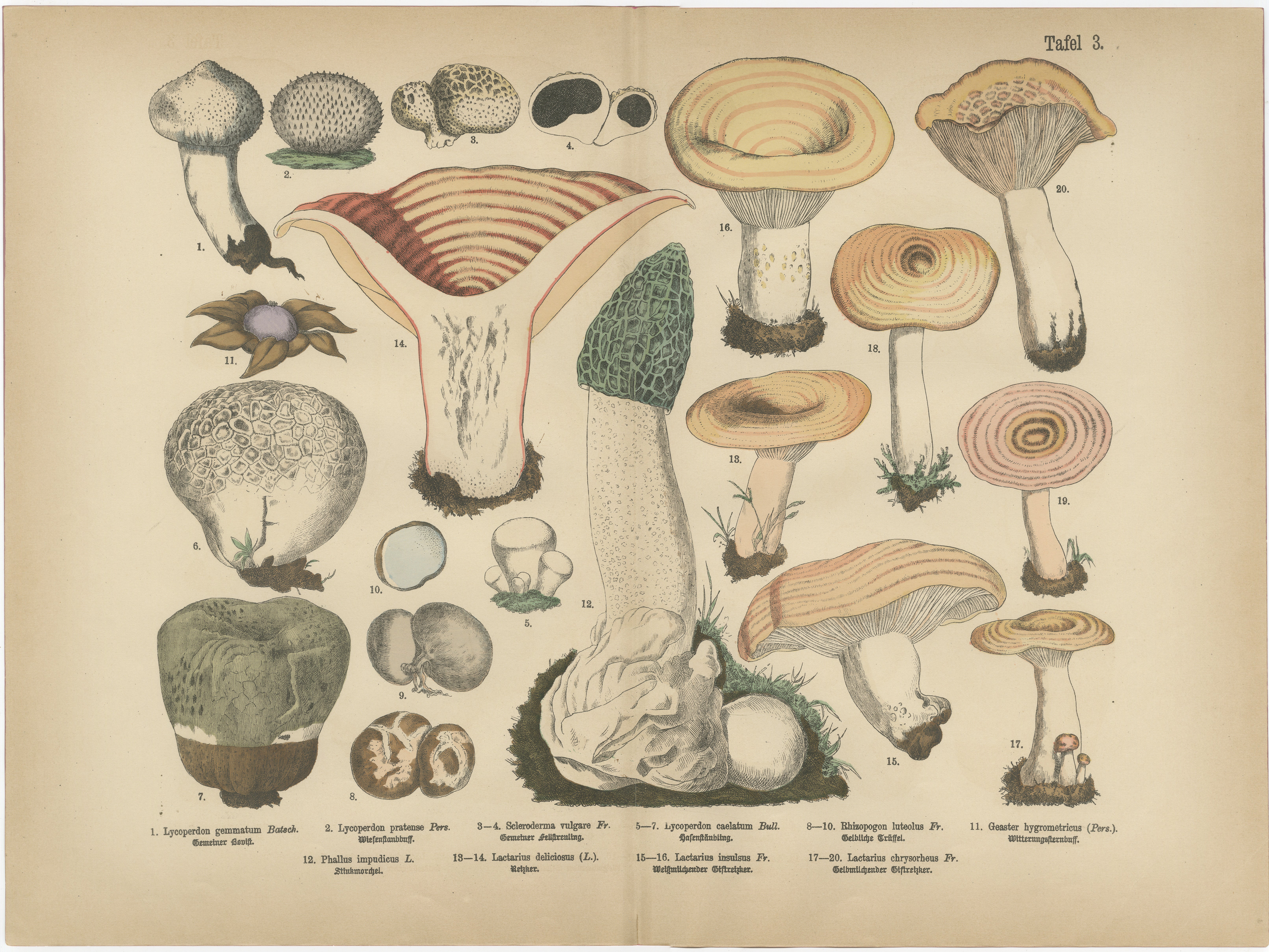 Morel 
Funnel Mushrooms – Antique Botanical Lithograph by Fünfstück, 1885