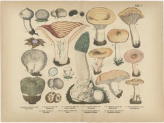 Morel 
Funnel Mushrooms – Antique Botanical Lithograph by Fünfstück, 1885