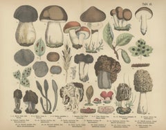 Morels & Truffles – Antique Botanical Lithograph, European Fungi 1885
