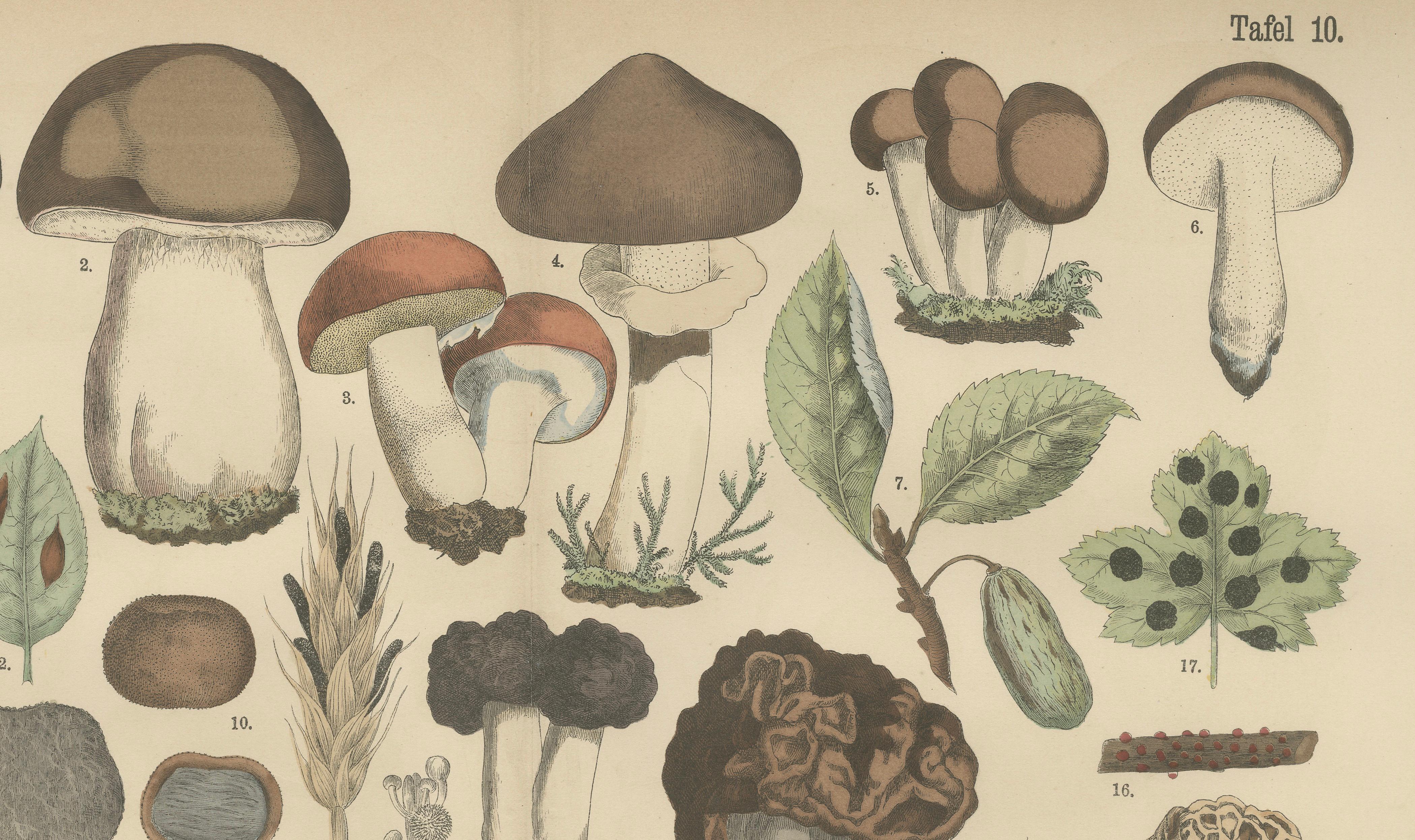 Morels & Truffles – Antique Botanical Lithograph, European Fungi 1885