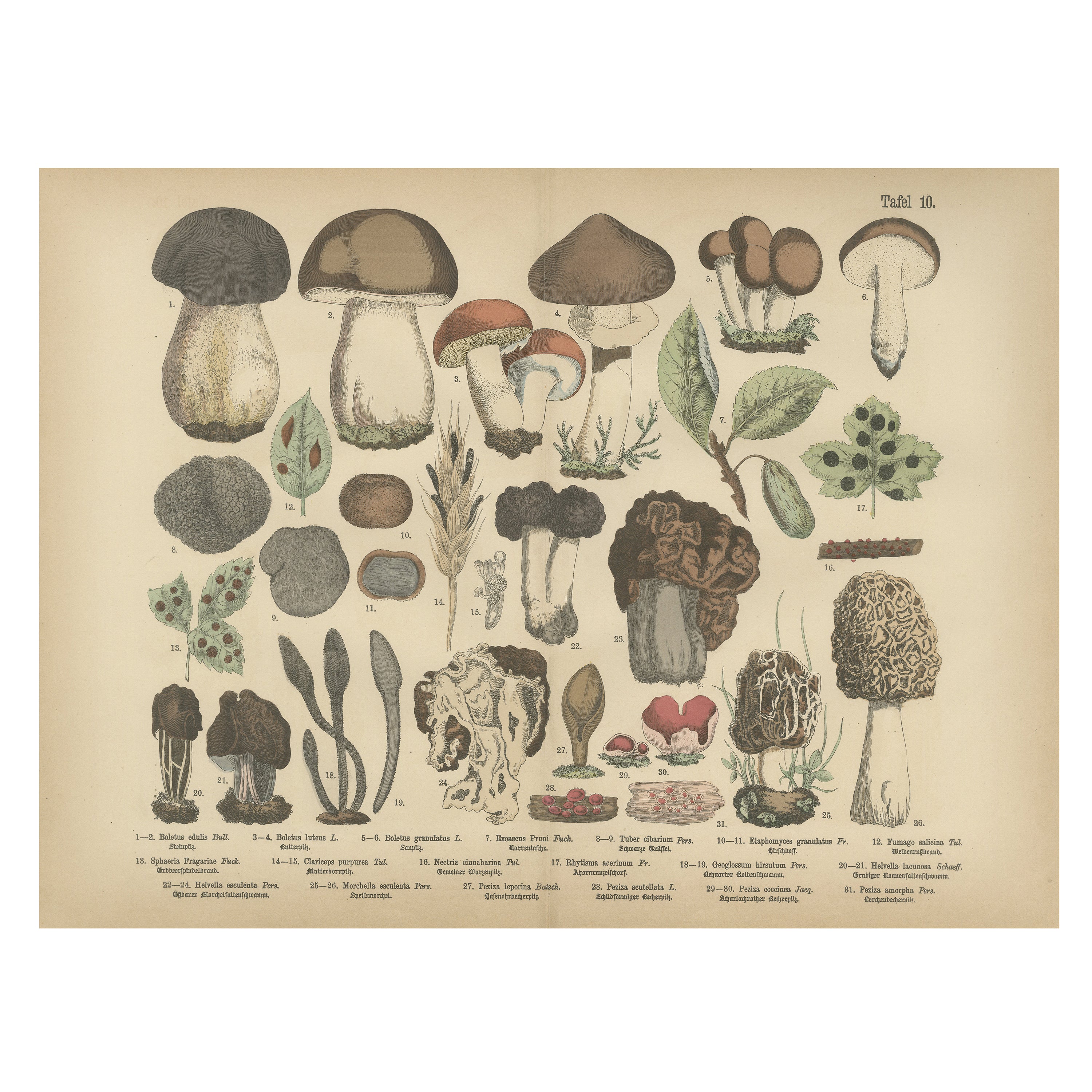 Morilles et truffes - Lithographie botanique ancienne, champignons européens 1885