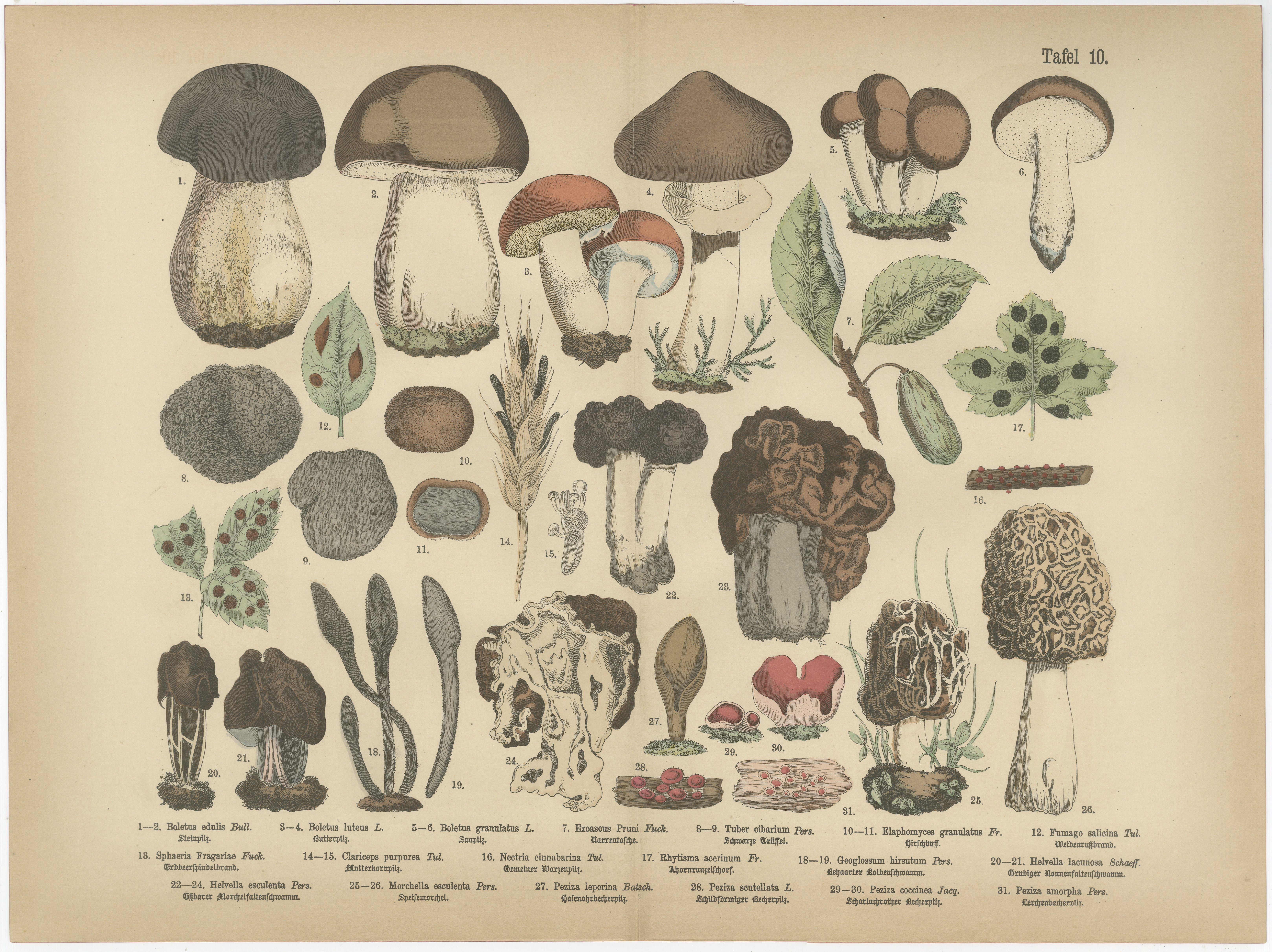 Morels 
Truffles – Antique Botanical Lithograph, European Fungi 1885