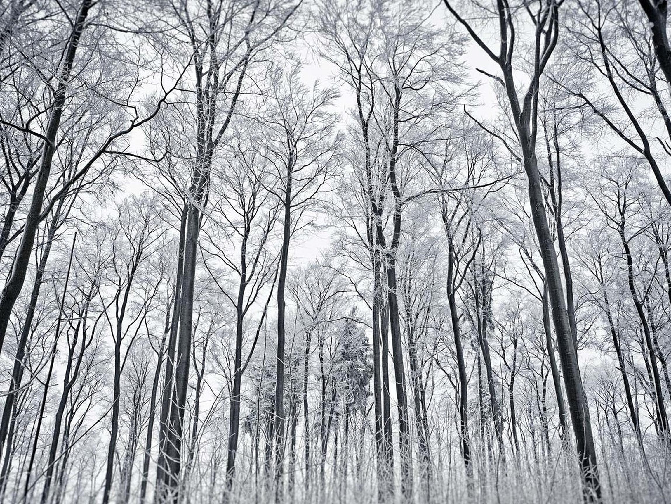 Berg Park I - Photographie de nature contemporaine en soie Morgan, paysage, arbres - Gris Landscape Photograph par Morgan Silk