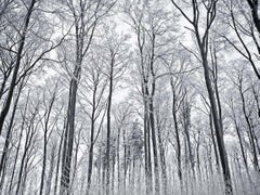 Berg Park I - Forest Landscape Woodland Photography