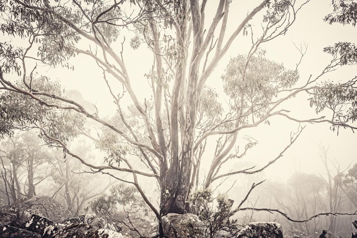 Morgan Silk Color Photograph – Eucalyptus I – Morgan-Seidenfotografie, zeitgenössische Naturfotografie, Bäume, Natur