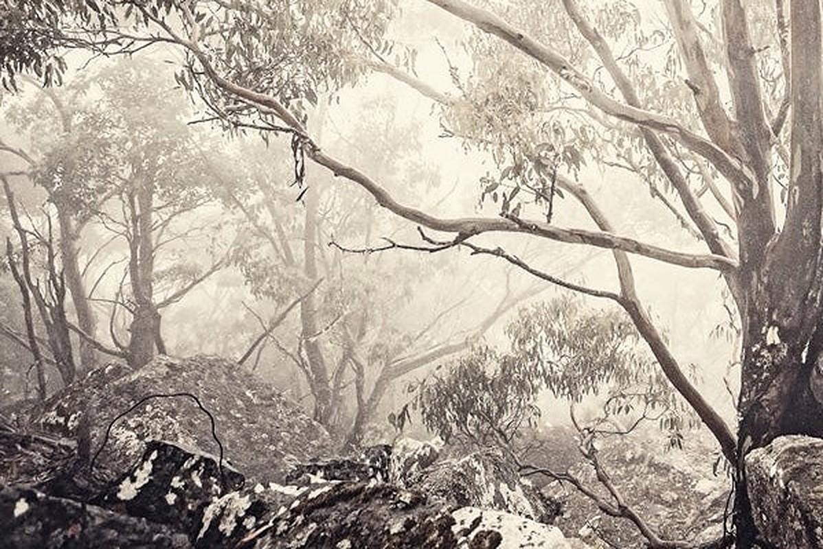 Eucalyptus I – Morgan-Seidenfotografie, zeitgenössische Naturfotografie, Bäume, Natur – Photograph von Morgan Silk