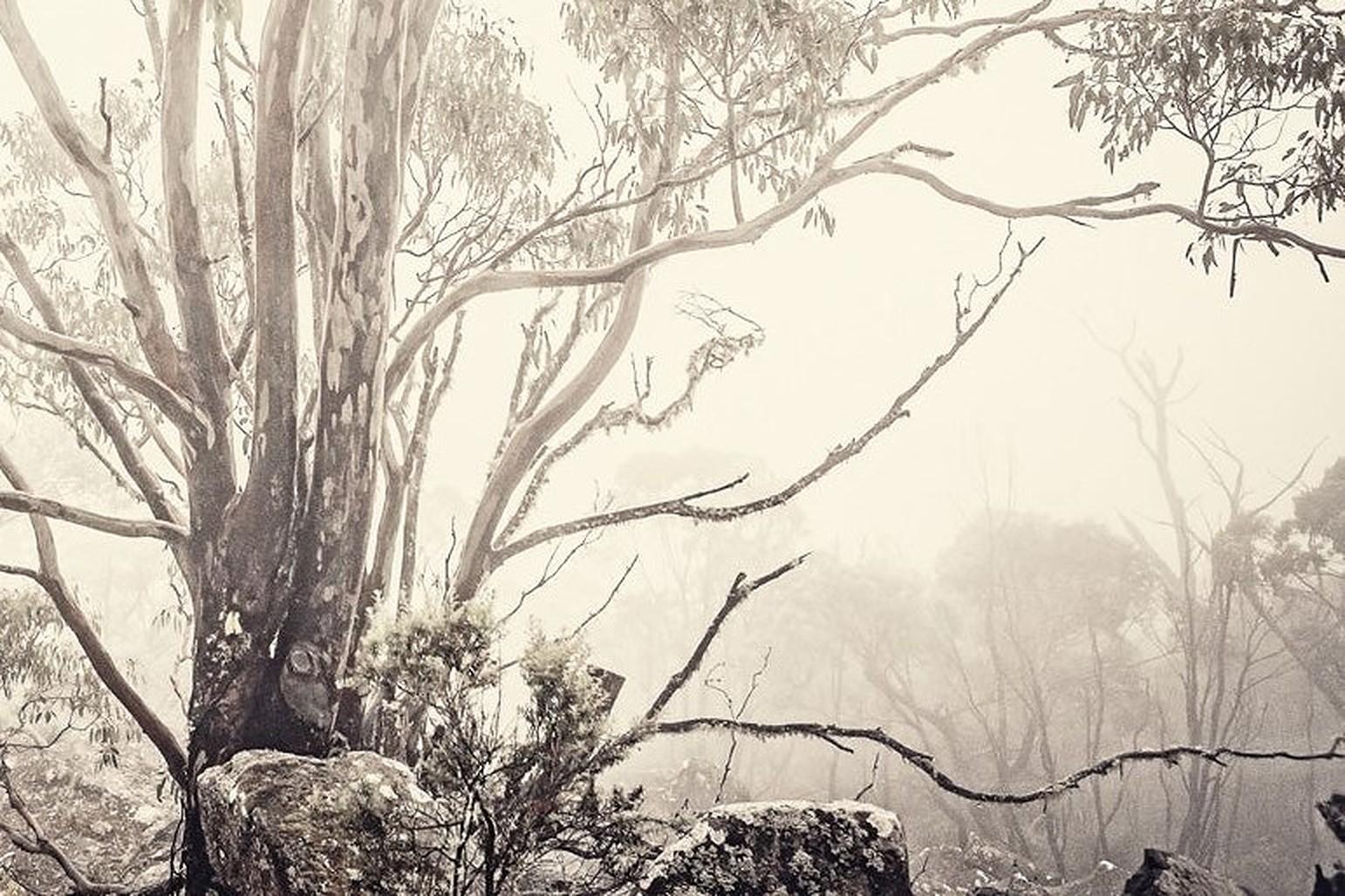 Eucalyptus I – Morgan-Seidenfotografie, zeitgenössische Naturfotografie, Bäume, Natur (Zeitgenössisch), Photograph, von Morgan Silk