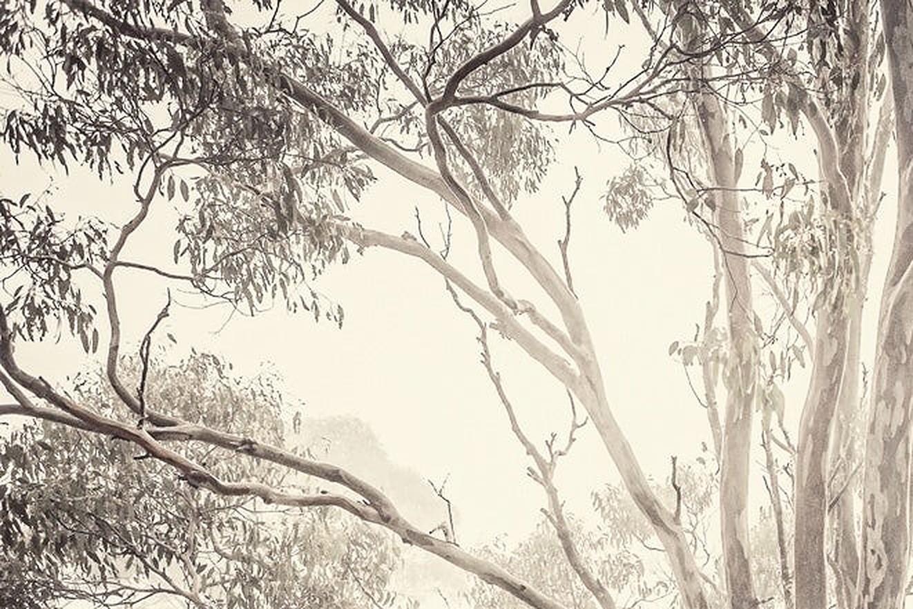 Eucalyptus I – Morgan-Seidenfotografie, zeitgenössische Naturfotografie, Bäume, Natur (Beige), Color Photograph, von Morgan Silk