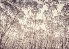 Eucalyptus II par Morgan Silk - Photographie contemporaine