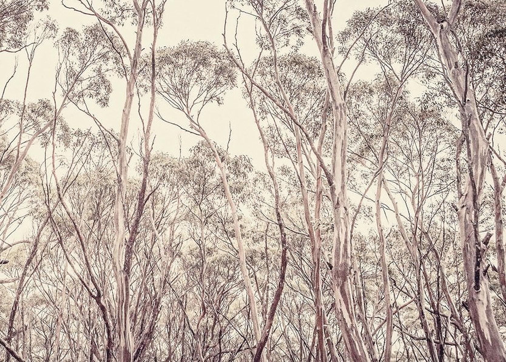 Please bear in mind that all prints are produced to order and lead times are between 15-20 days.

Eucalyptus II is a stunning Archival Inkjet Print by contemporary photographer Morgan Silk. 
It is available in this size in an Edition of 25, and is