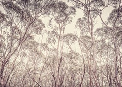 Eucalyptus II - Morgan Silk, Contemporary British photography, Trees, Nature