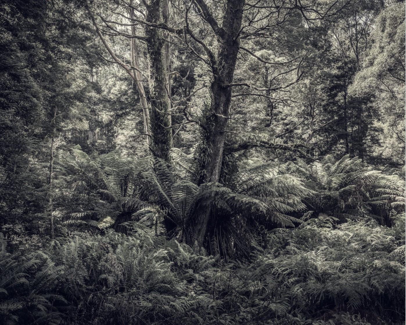 Fern Forest I par Morgan Silk - Photographie de paysage, photographie couleur