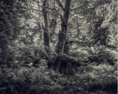 Fern Forest I par Morgan Silk - Photographie de paysage, photographie couleur
