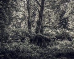 Fern Forest I - Photographie de paysage contemporaine en soie de Morgan, arbres, nature