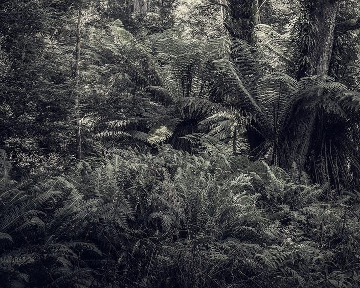 Please bear in mind that all prints are produced to order and lead times are between 15-20 days.

Fern Forest I is a stunning Archival Inkjet Print by contemporary photographer Morgan Silk. 
It is available in this size in an Edition of 25, and is