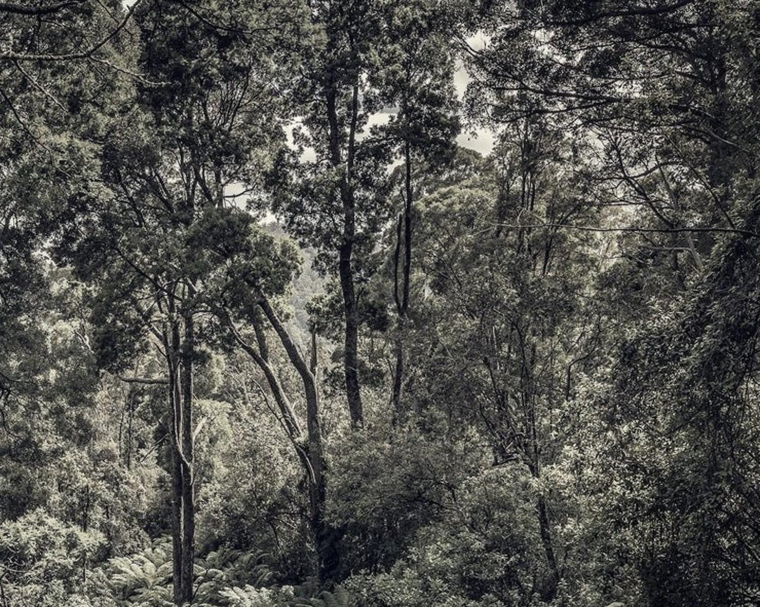 Fern Forest II – Morgan Seide, zeitgenössische Landschaftsfotografie, Bäume, Natur – Photograph von Morgan Silk