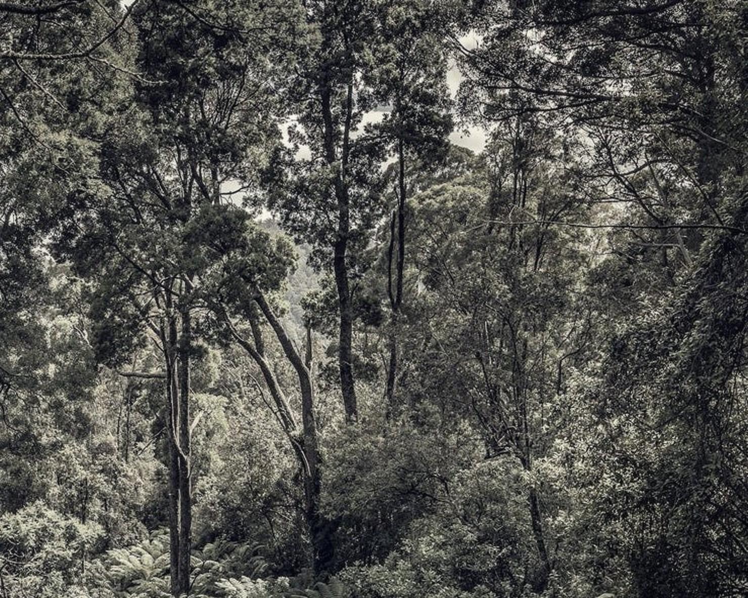 Bosque de helechos II - Morgan Silk, Fotografía contemporánea de paisajes, Árboles, Naturaleza 1