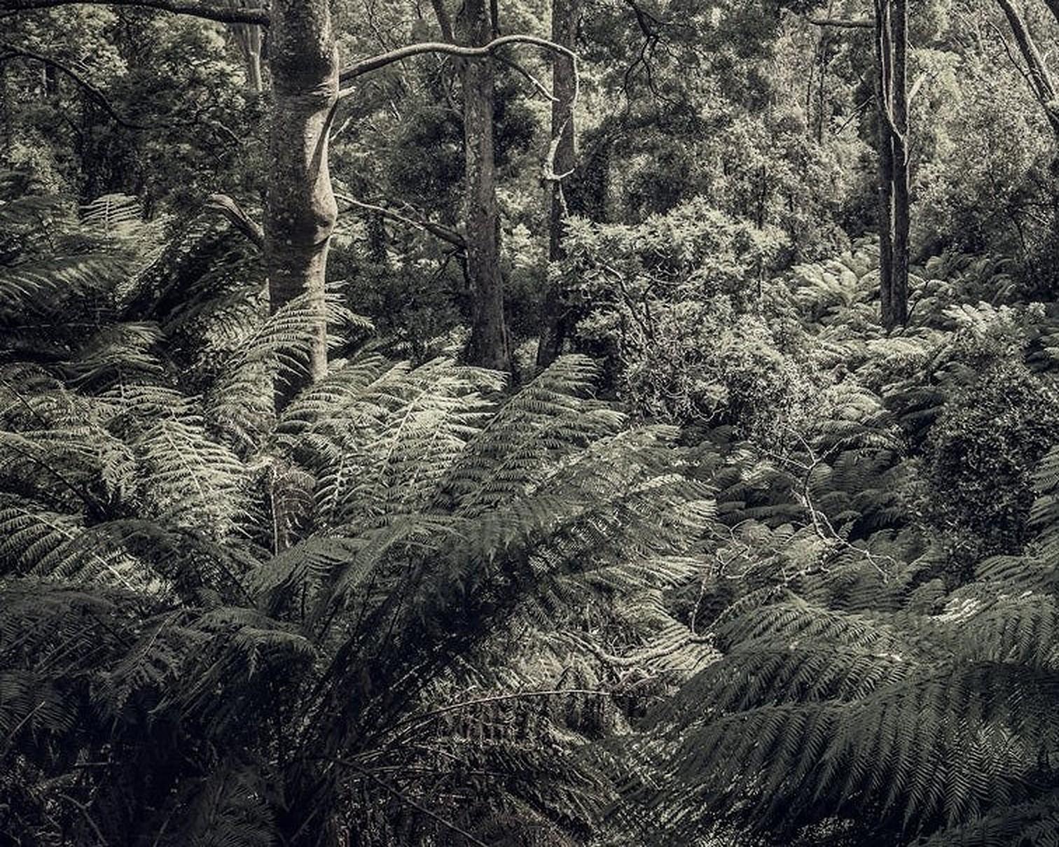 Fern Forest II – Morgan Seide, zeitgenössische Landschaftsfotografie, Bäume, Natur (Zeitgenössisch), Photograph, von Morgan Silk