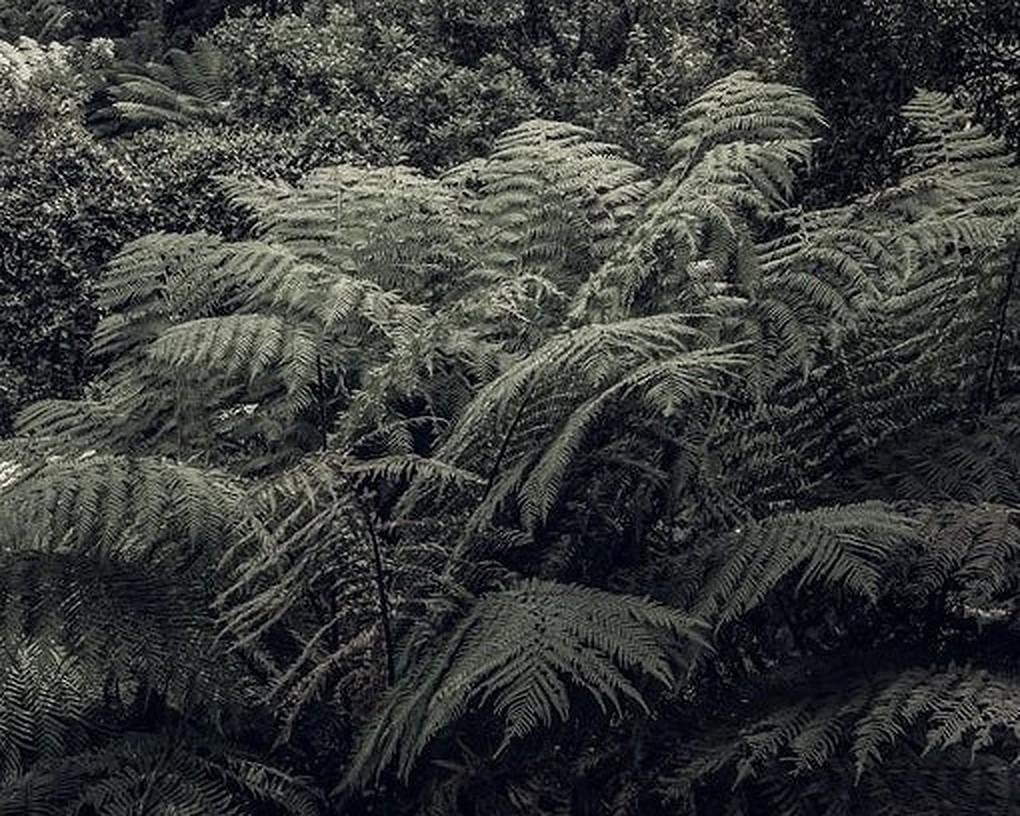 Fern Forest II – Morgan Seide, zeitgenössische Landschaftsfotografie, Bäume, Natur (Schwarz), Landscape Photograph, von Morgan Silk