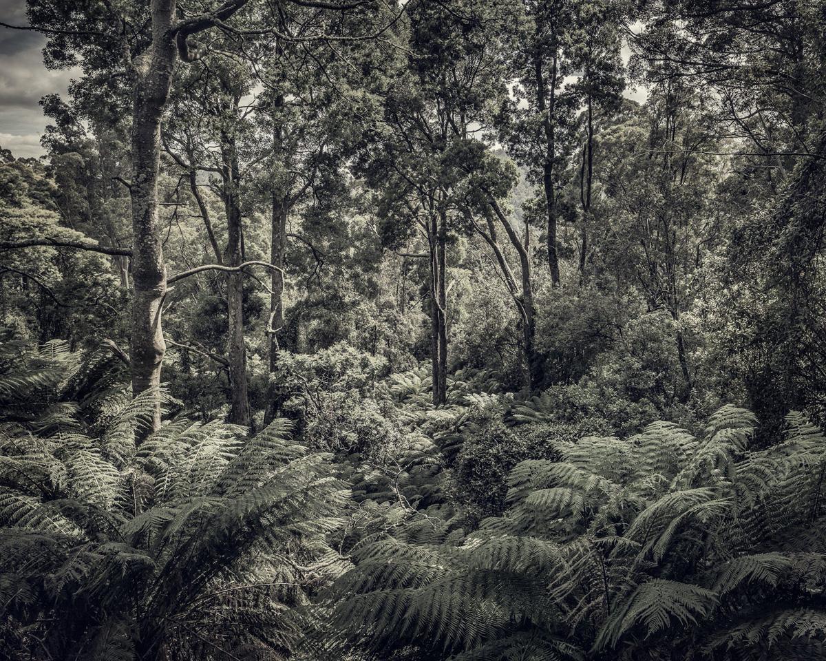 Morgan Silk Landscape Photograph – Fern Forest II – Morgan Seide, zeitgenössische Landschaftsfotografie, Bäume, Natur