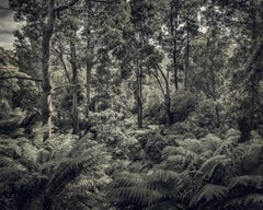 Fern Forest II - Photographie de paysage contemporaine en soie de Morgan, arbres, nature