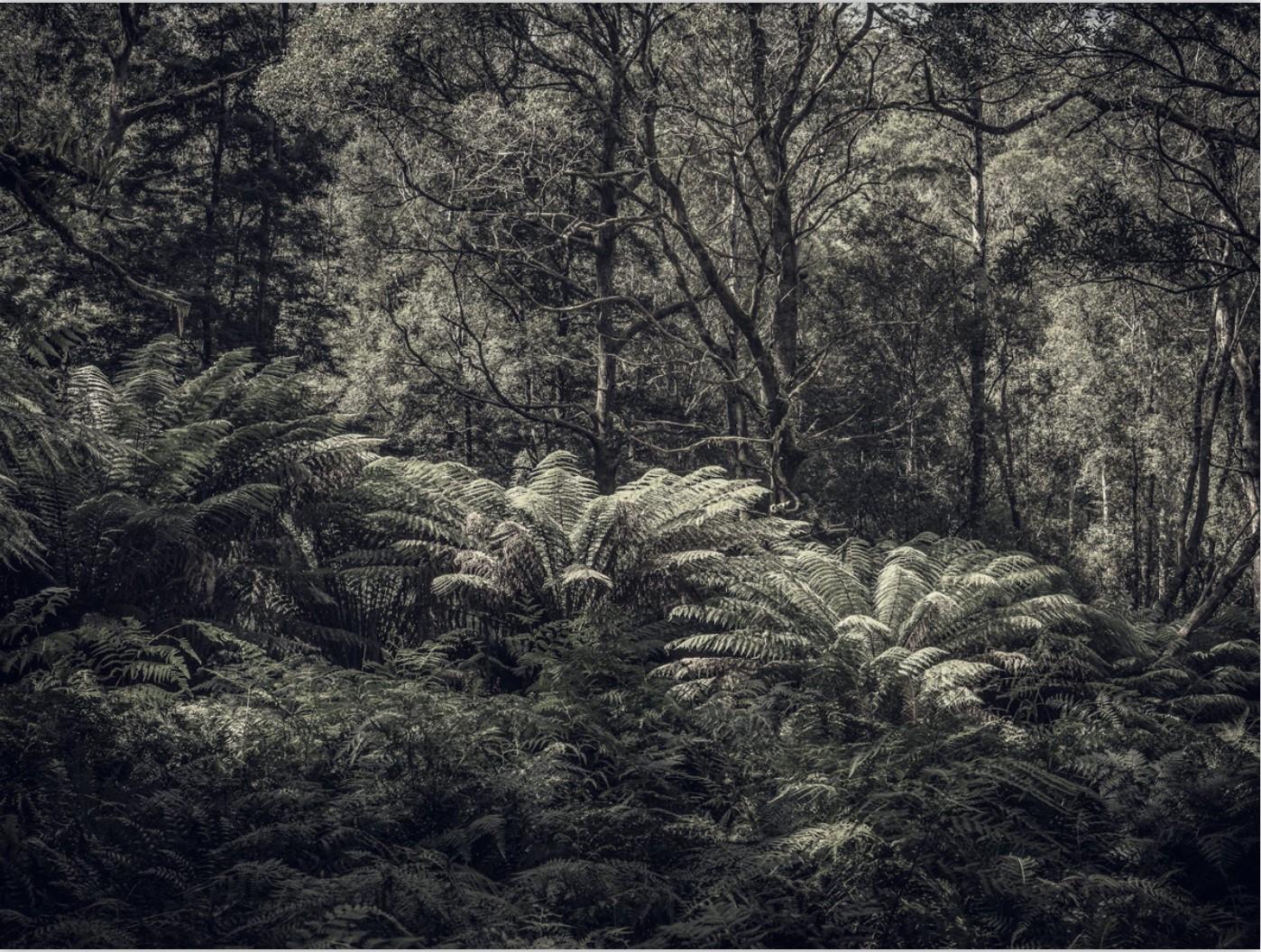 Fern Forest III" est une impression à jet d'encre de qualité Archival réalisée par le photographe Morgan Silk. 

Elle est disponible dans ce format de 17" x 24" en édition limitée à 25 exemplaires.

Fern Forest III" est le deuxième tirage de la