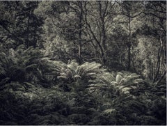 Fern Forest III par Morgan Silk - Photographie de paysage, photographie couleur