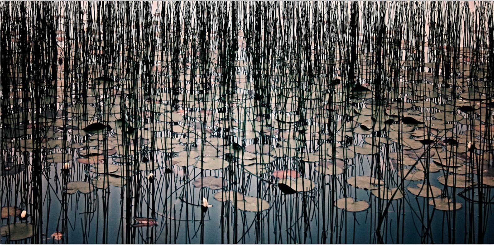 Lillies" est une impression à jet d'encre de qualité archive réalisée par le photographe Morgan Silk. 

Elle est disponible dans ce format de 17" x 24" en édition limitée à 25 exemplaires.

Morgan Silk se consacre à la création d'images