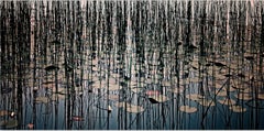 Lillies by Morgan Silk - Photographie de paysage, photographie en couleur
