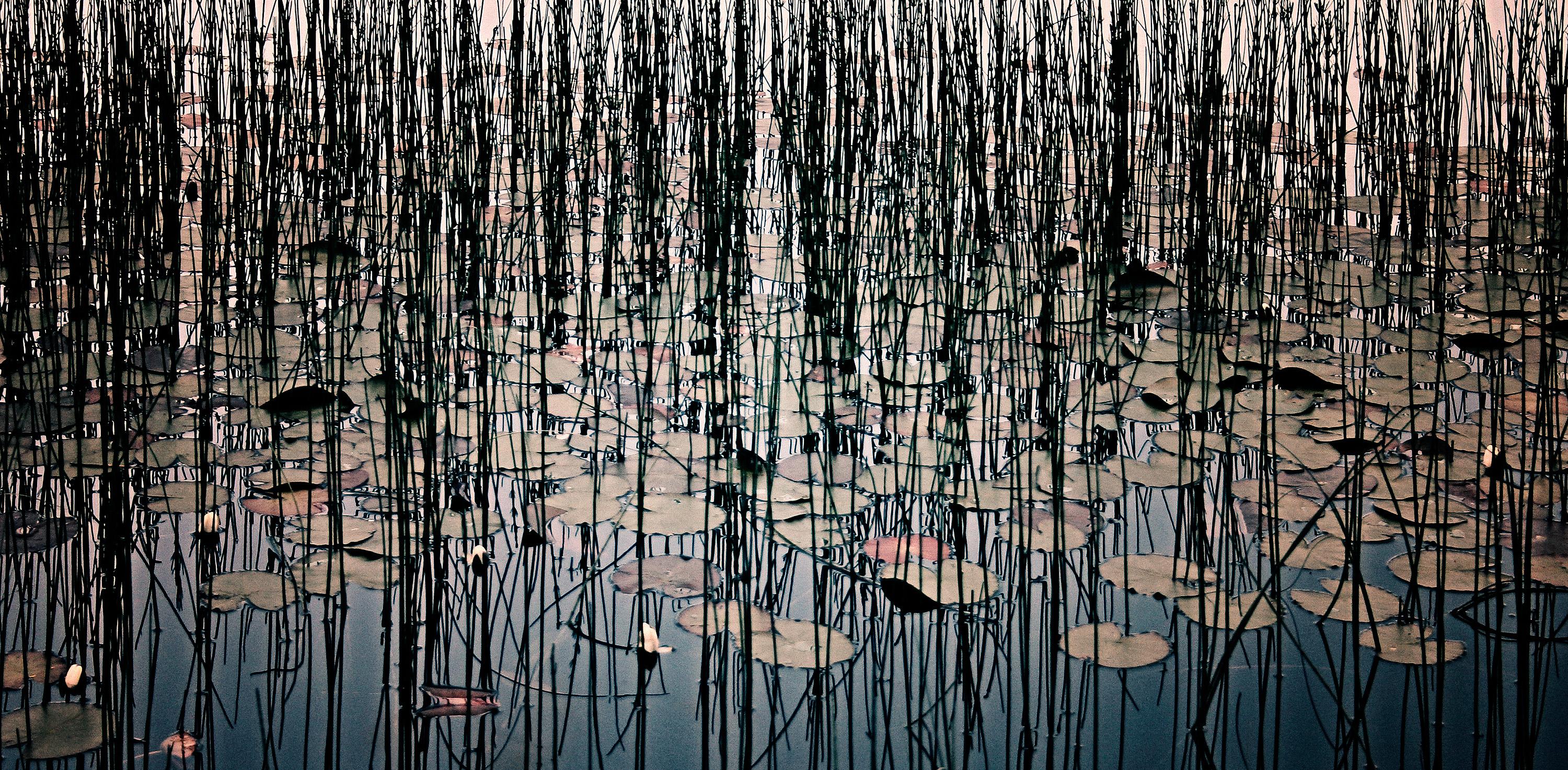 Lillies - Morgan Silk, Contemporary Photography, Flowers, Nature, Reeds