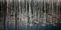 Lillies - Morgan Silk, Contemporary Photography, Flowers, Nature, Reeds