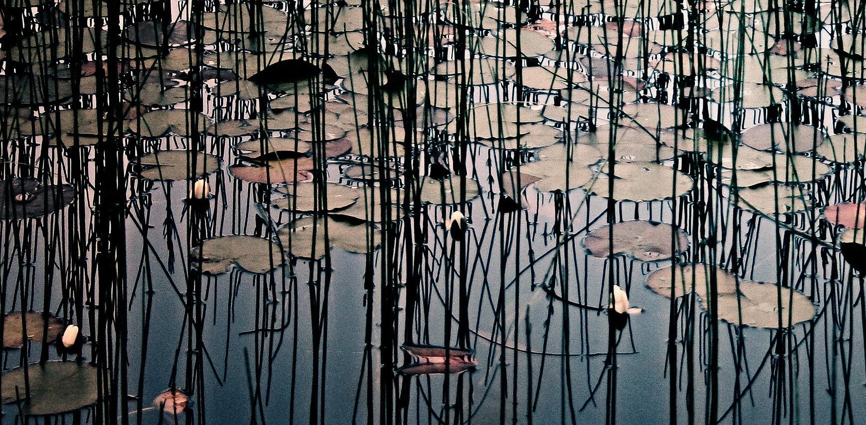 Lillies - Morgan Silk, Contemporary Photography, Flowers, Nature, Reeds For Sale 1