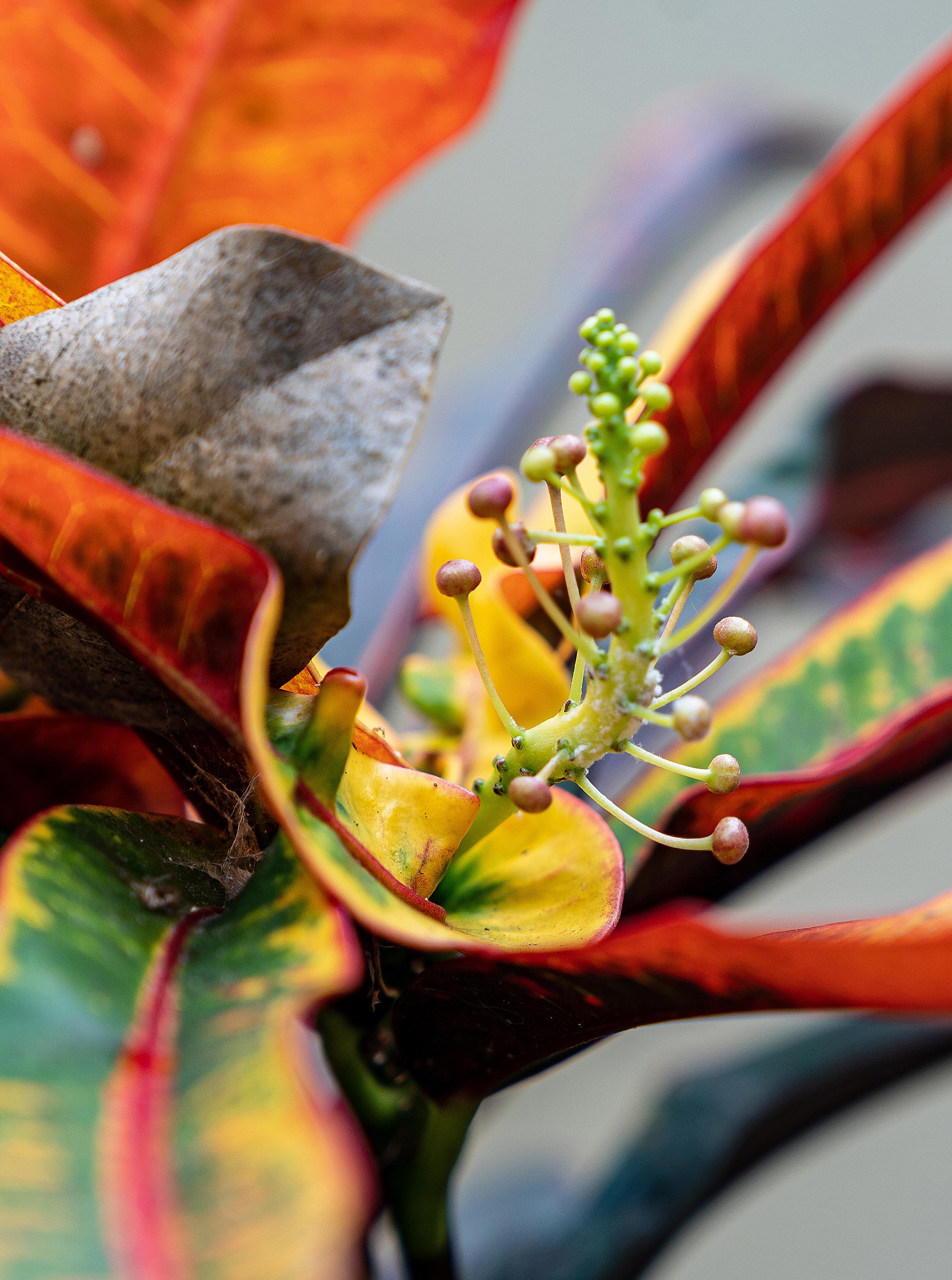 Macro Dancer par Moritz Hormel - Photographie contemporaine d'une fleur tropicale en vente 2
