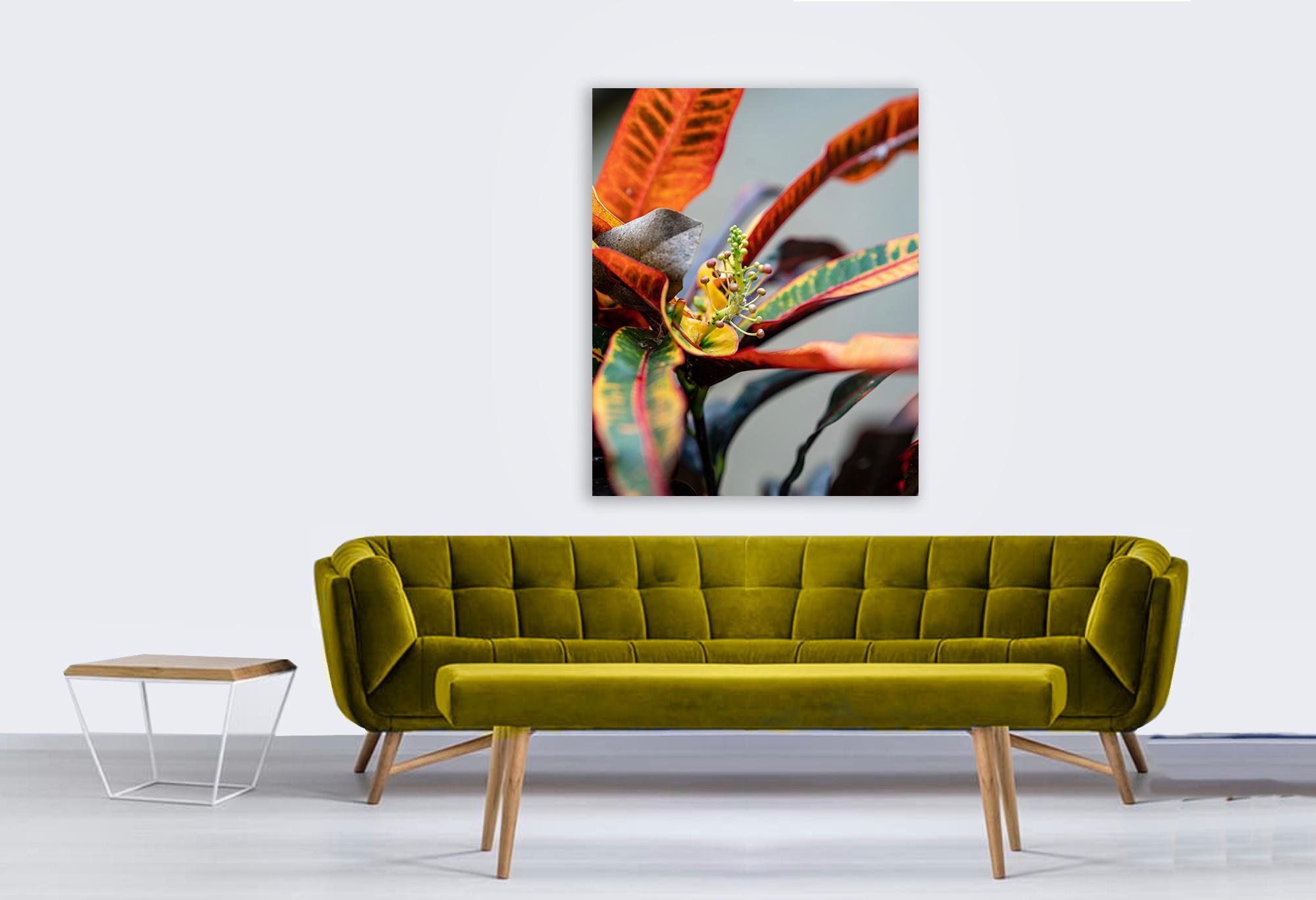 Macro Dancer by Moritz Hormel contemporary photography of a tropical flower For Sale 3