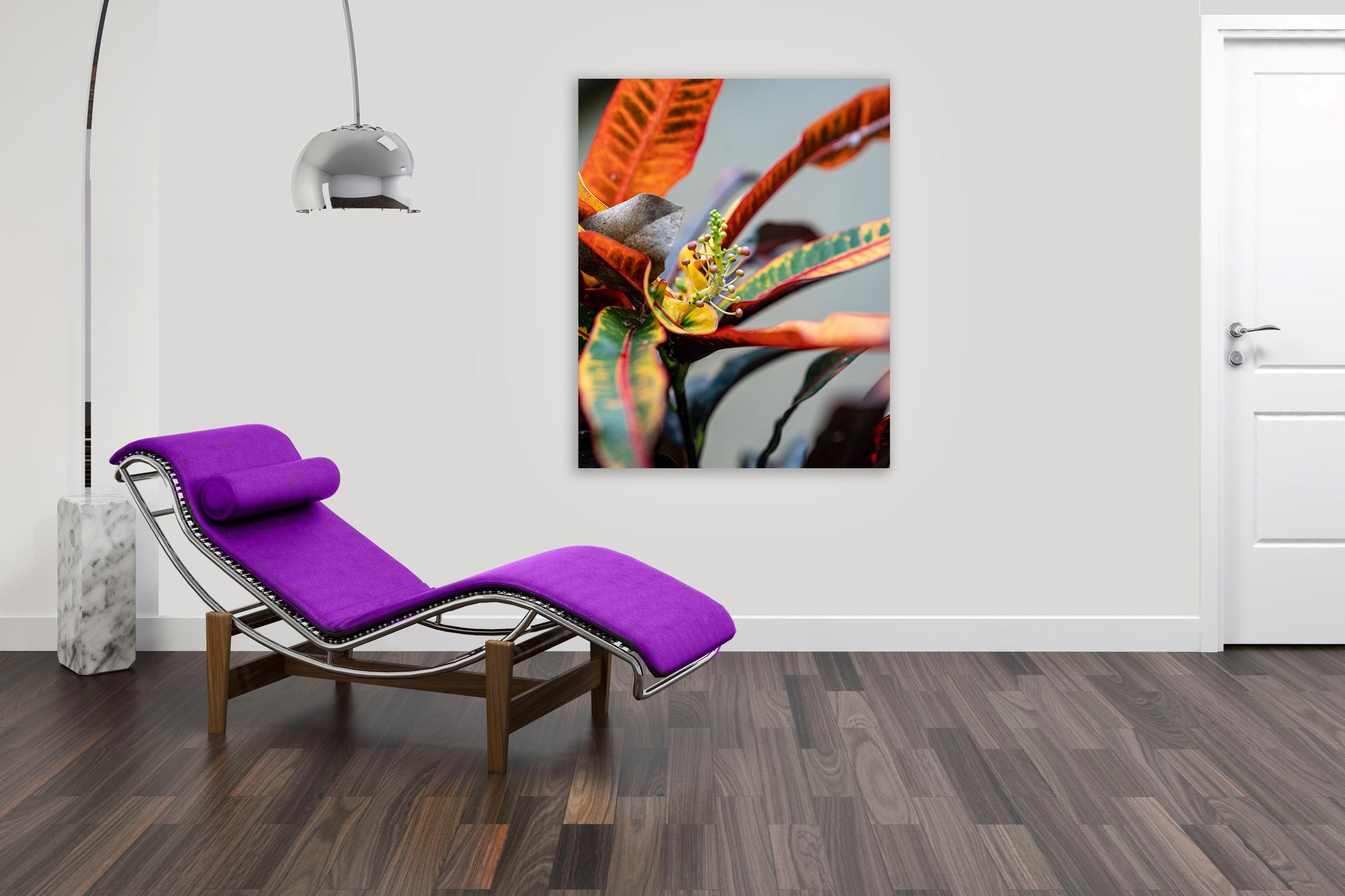 Macro Dancer von Moritz Hormel zeitgenössische Fotografie einer tropischen Blume im Angebot 5