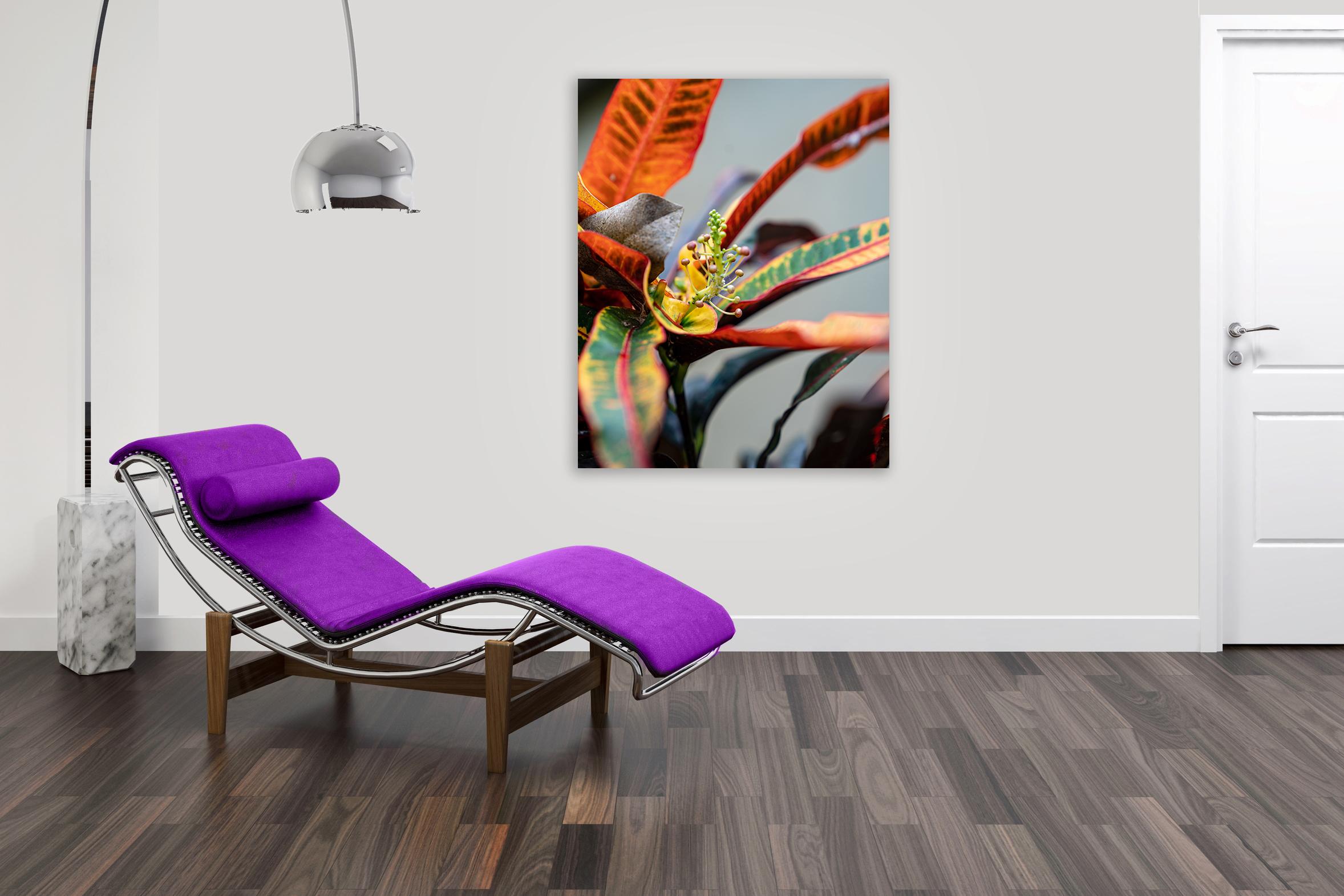 Macro Dancer by Moritz Hormel contemporary photography of a tropical flower For Sale 4