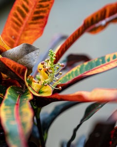 Macro Dancer by Moritz Hormel contemporary photography of a tropical flower