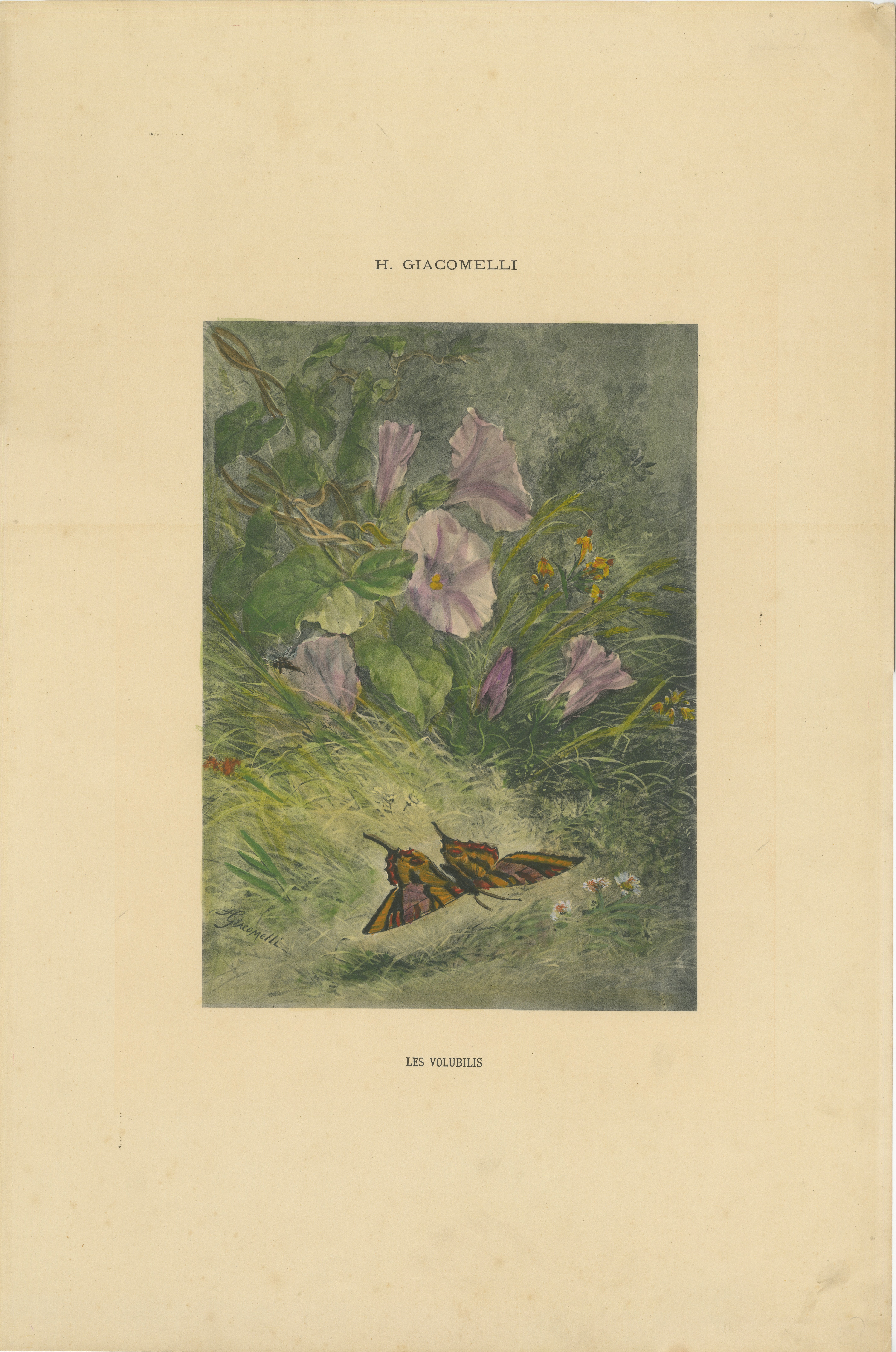 Morgenlatte mit Schmetterling - Giacomelli's Nature Print, CIRCA 1891

Dieser bezaubernde Druck mit dem Titel 