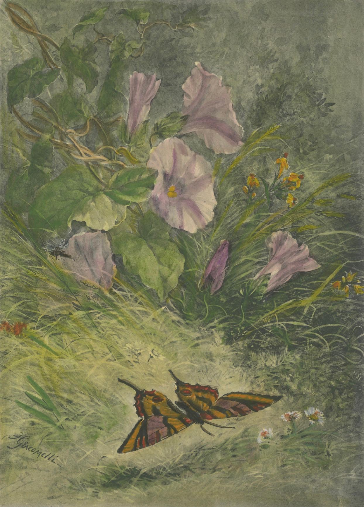 Morgenlatte mit Schmetterling - Giacomelli's Nature Print, CIRCA 1891 im Angebot 1