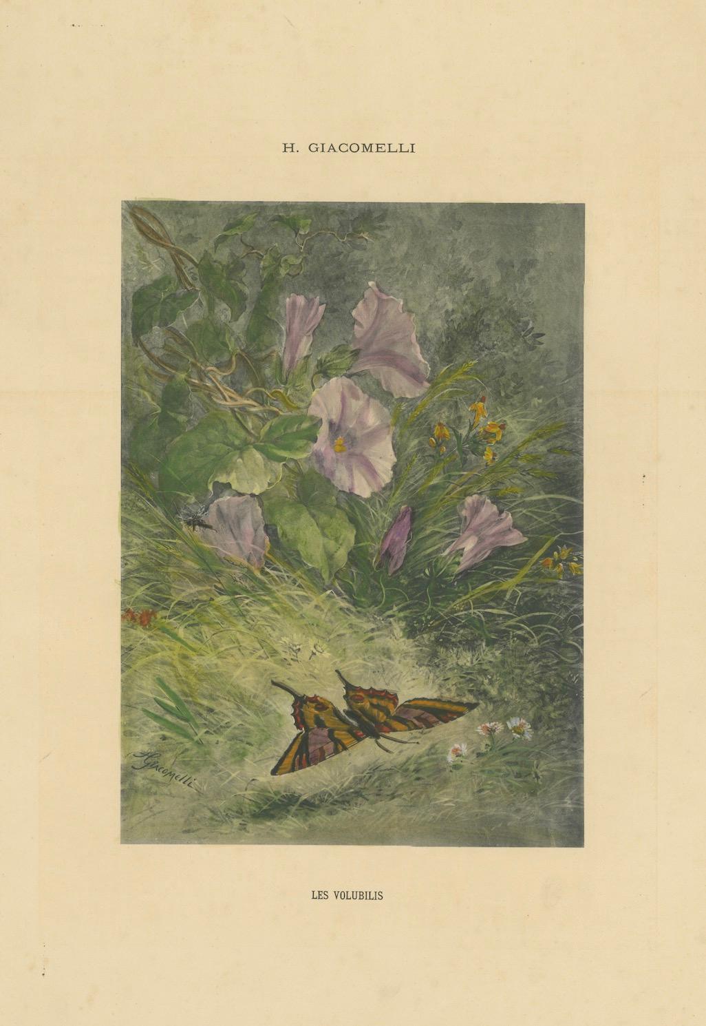Morgenlatte mit Schmetterling - Giacomelli's Nature Print, CIRCA 1891 im Angebot 2
