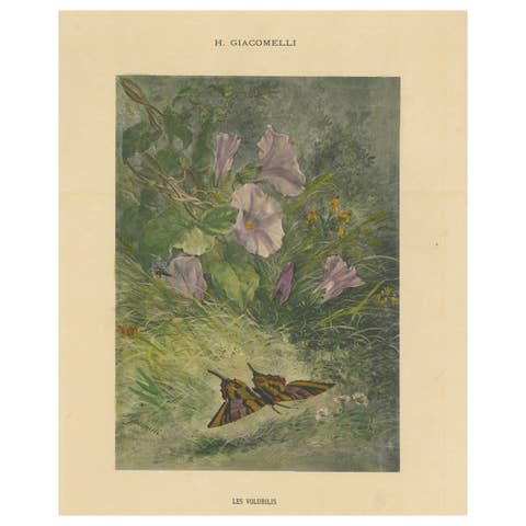 Morning Glories with Butterfly - Giacomelli’s Nature Print, Circa 1891