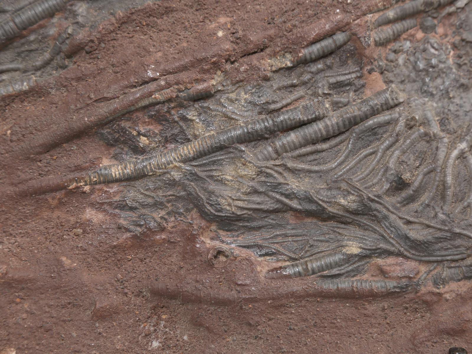 Marokkanisches Crinoid-Fossil, etwa 450 Millionen Jahre alt 2