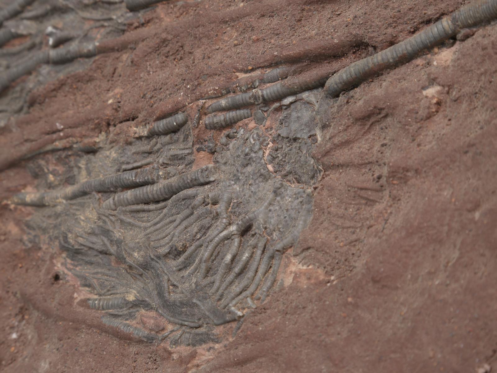 Marokkanisches Crinoid-Fossil, etwa 450 Millionen Jahre alt 3