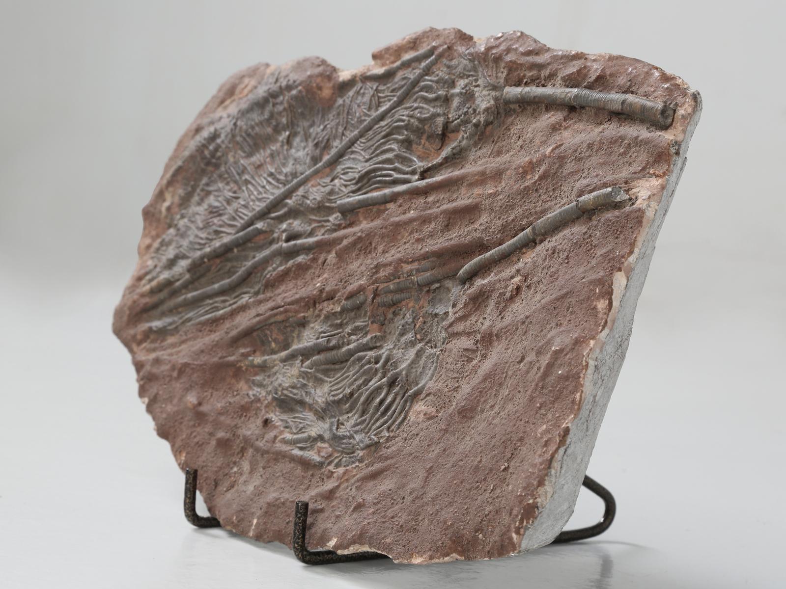 Marokkanisches Crinoid-Fossil, etwa 450 Millionen Jahre alt 4